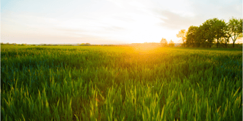 Bioenergy_800x400